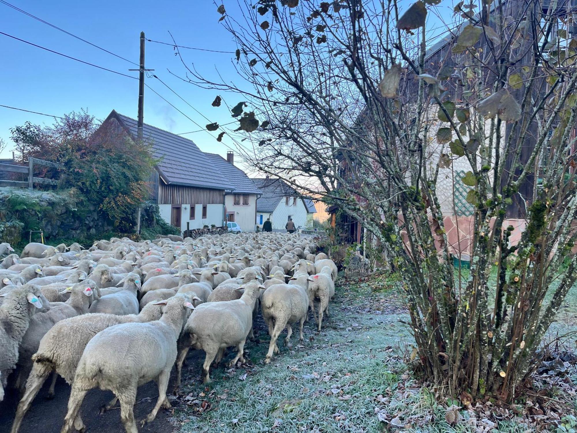 Gite De Montagne -Bellefosse Alsace Exterior foto